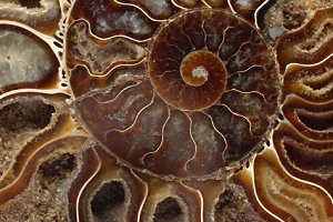 Polierte fossilien