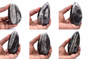 Orthoceras