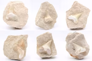 Fossiler Zahn