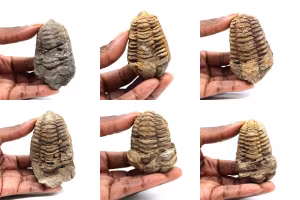Trilobit