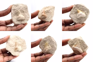 Fossiler Zahn