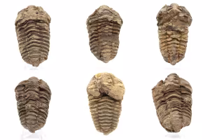 Orthoceras