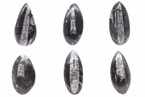 Orthoceras