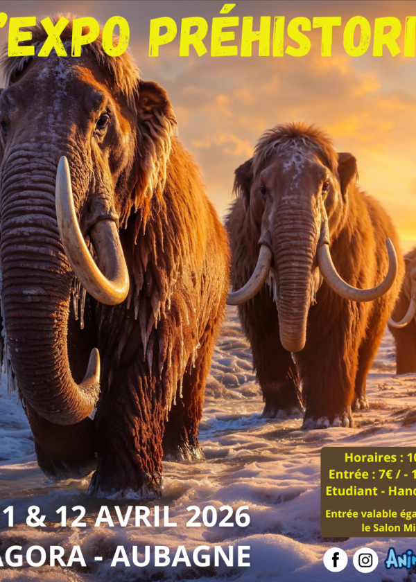 Die prähistorische Ausstellung