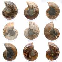 Polierter Ammonit: Marine Geometrie Madagaskars