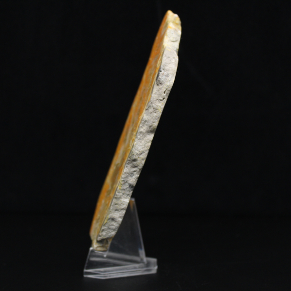 Poliertes Exemplar aus vulkanischem Hummeljaspis