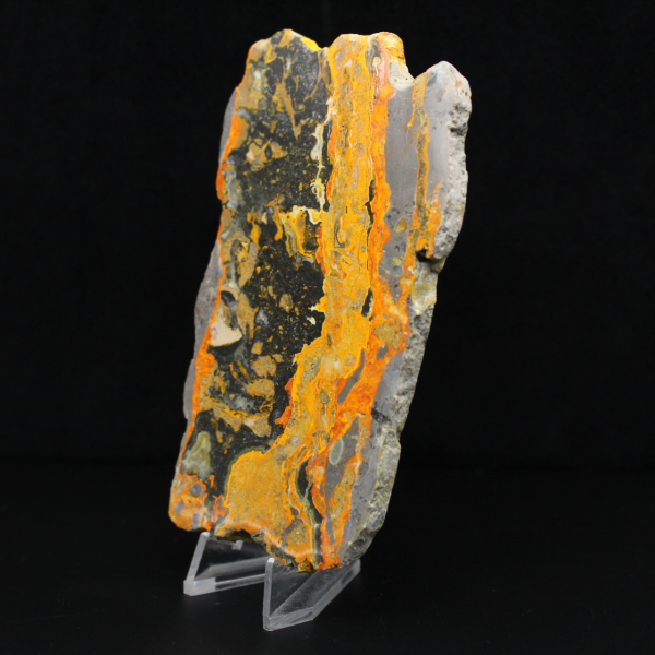 Indonesischer Hummeljaspis: große polierte Platte