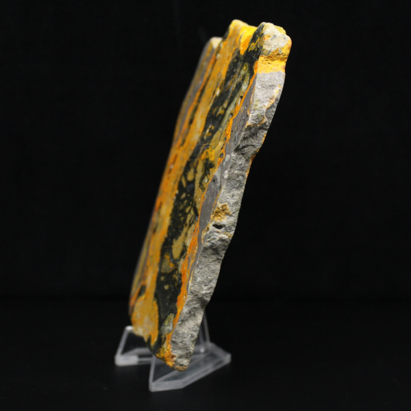 Indonesischer Hummeljaspis: große polierte Platte