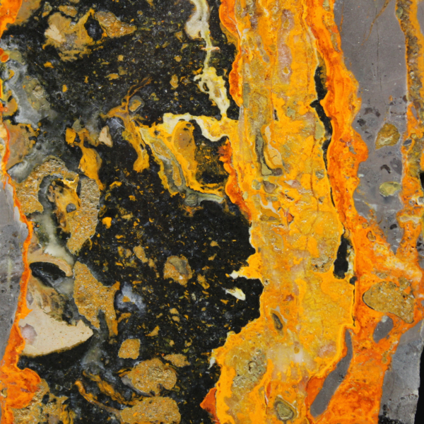 Indonesischer Hummeljaspis: große polierte Platte