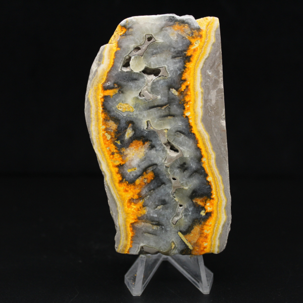 Robuste Scheibe indonesischen Hummeljaspis.