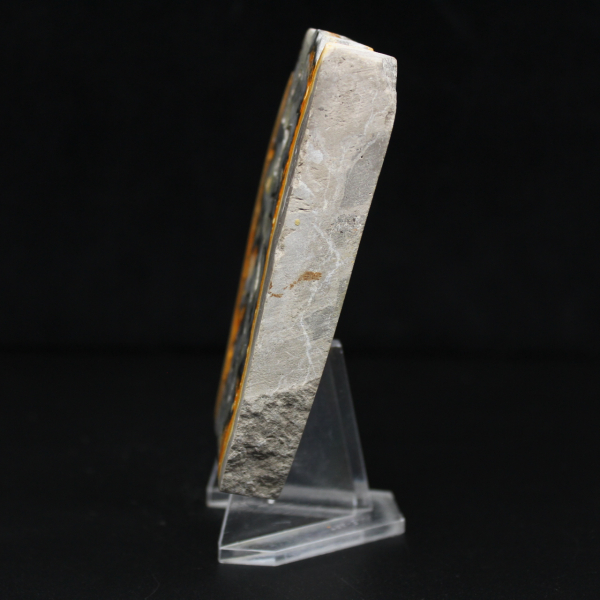 Robuste Scheibe indonesischen Hummeljaspis.