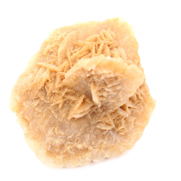 Marokkanische Wüstenrose: massive Sammlerrosette