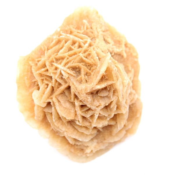 Marokkanische Wüstenrose: massive Sammlerrosette