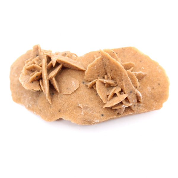 Längliche Wüstenrose Marokkos: ein geologisches Exemplar