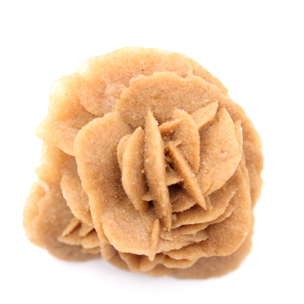 Marokkanische Wüstenrose: Natürlicher Gipsstrauß