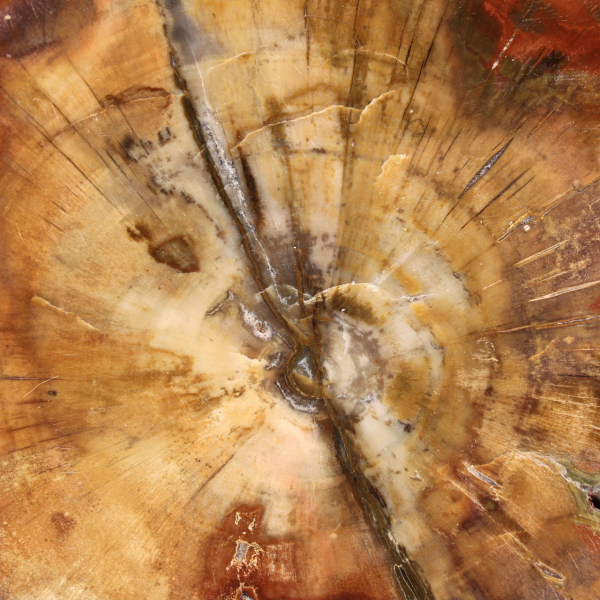 Fossilisiertes Majunga-Holz – authentische, polierte Scheibe