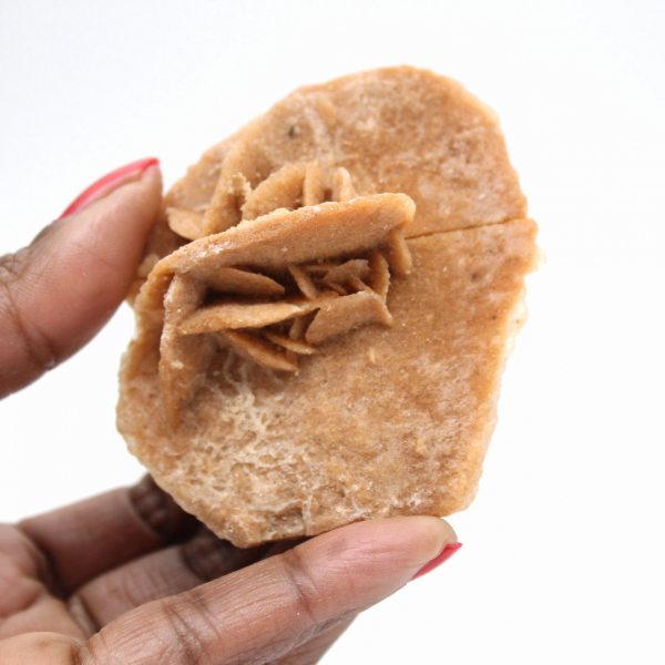 Mineralrosette von Marokko: Gipskristallisation