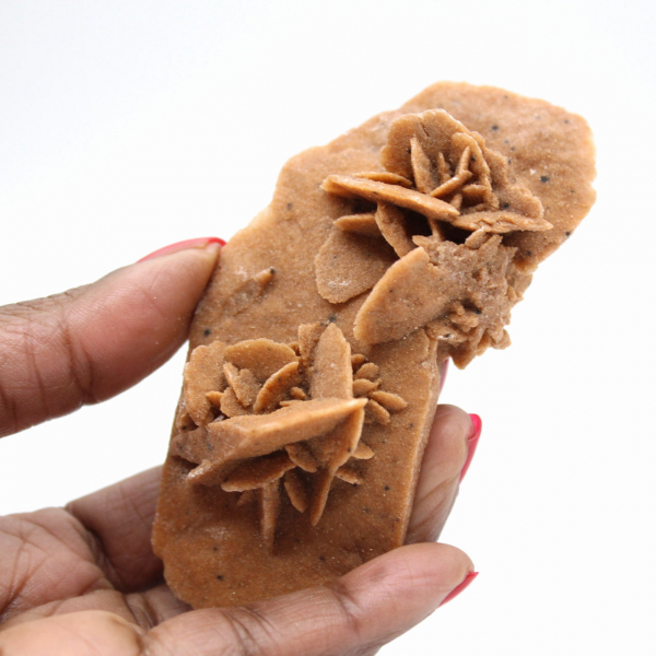 Längliche Wüstenrose Marokkos: ein geologisches Exemplar