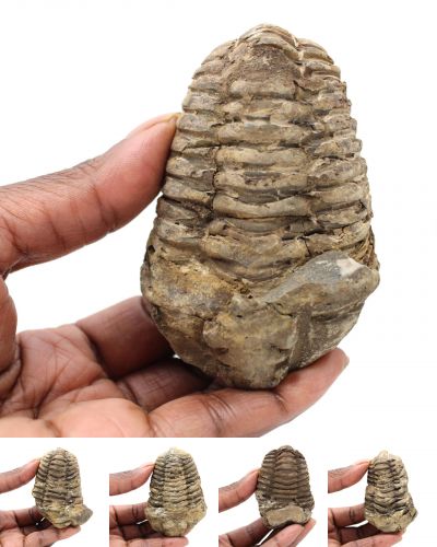 Fossiler Trilobit Marokko collection Juli 2024
