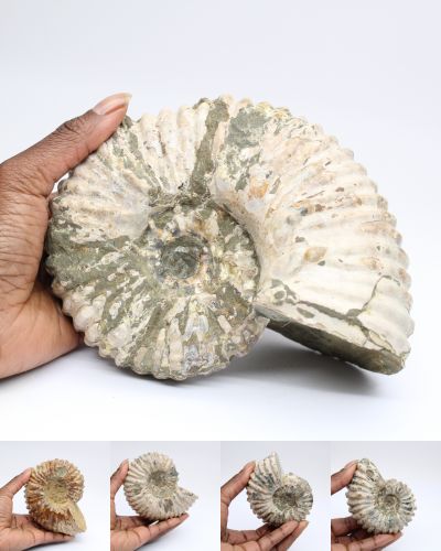 Fossiler Ammonit Madagaskar collection April 2025