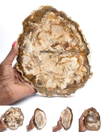 Fossiles Holz Madagaskar collection Oktober 2025 Fossiles Holz Madagaskar collection Oktober 2025