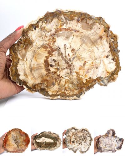 Versteinertes Holz Madagaskar collection Januar 2026