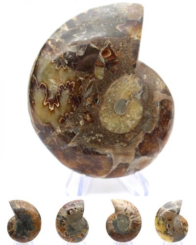 Ammoniten Madagaskar collection April 2026 Ammoniten Madagaskar collection April 2026