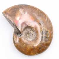 Kleiner ganzer perlmuttartiger Ammonit