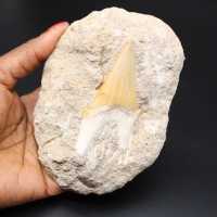 Fossil eines Haizahns auf Matrize