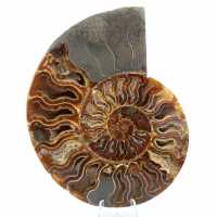 Polierter gesägter Ammonit