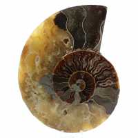 Versteinerter ammonit