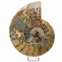 Fossiler polierter natürlicher Ammonit
