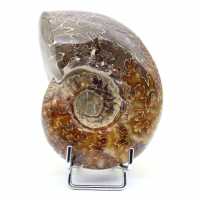 ganzer Ammonit