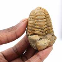 Trilobit