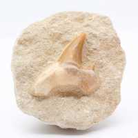 Fossiler Zahn