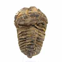 Fossiler Trilobit aus Marokko