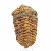 Fossiler Trilobiten