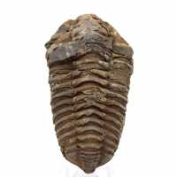 Fossiler Trilobiten aus Marokko