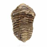 Trilobitenfossil aus Marokko