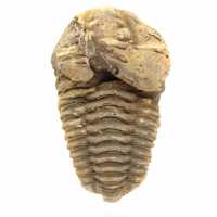 Fossiler Trilobiten