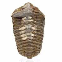 Trilobit aus Marokko