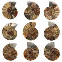 Poliertes, gesägtes Ammonitenfossil – Natürlicher Glanz aus Madagaskar Poliertes, gesägtes Ammonitenfossil – Natürlicher Glanz aus Madagaskar