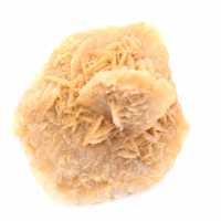 Marokkanische Wüstenrose: massive Sammlerrosette