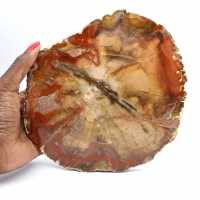 Majunga-Fossilholzscheibe – Natürliches Dekorationsobjekt