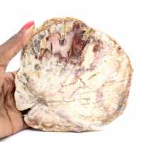 Versteinertes Holz aus Madagaskar – Polierte Oberfläche für Sammler