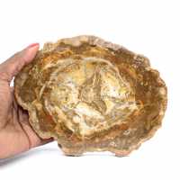 Kleine Scheibe versteinertes Holz – Authentizität aus Madagaskar