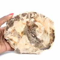 Majunga-Versteinertes Holz – Natursteinabschnitt