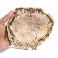 Scheibe versteinertes madagassisches Holz – Mineralästhetik