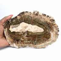 Längliche Scheibe aus kieselsäurehaltigem Holz – Herkunft: Madagaskar