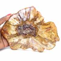 Polierter Abschnitt aus fossilem Holz – Mineral aus Majunga